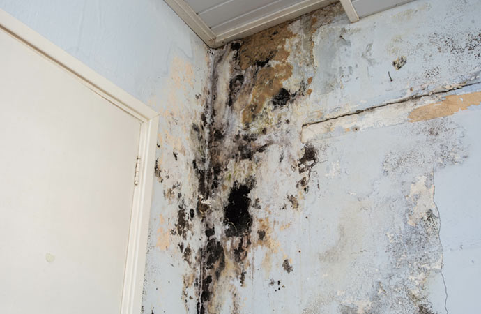 Mold-damaged wall and ceiling requiring remediation.
