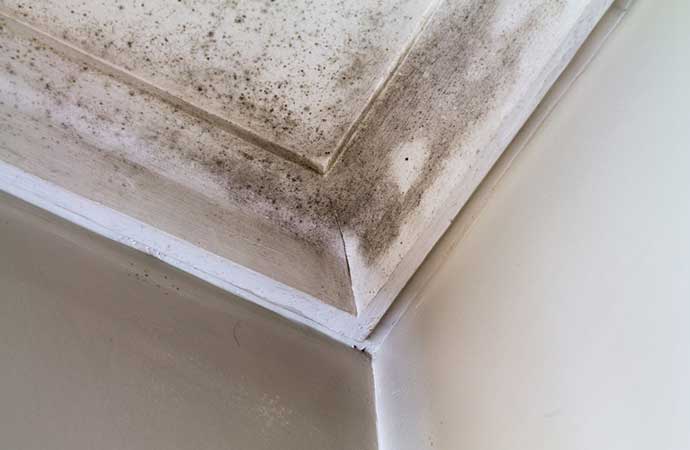 Mold Infestation When Selling Your Home