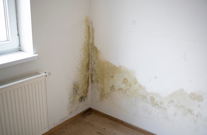 moldy wall from water line leak