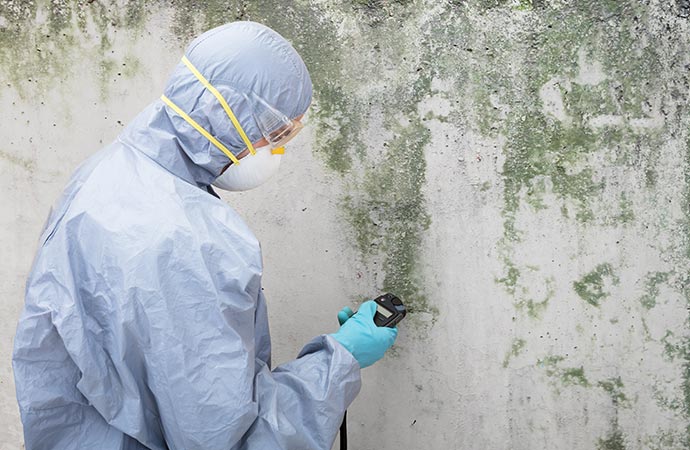 Professional mold testing service