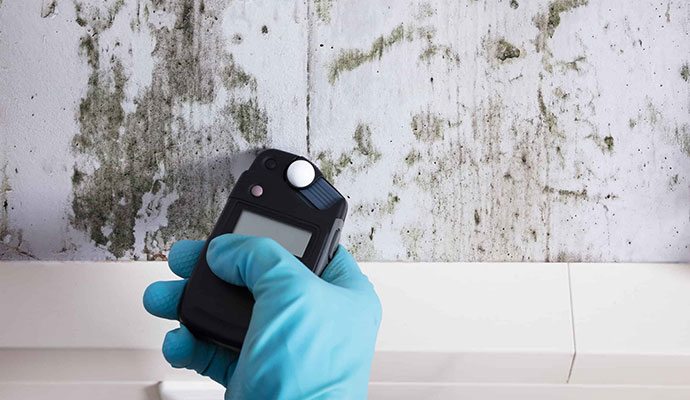 Understanding The Truth About Mold